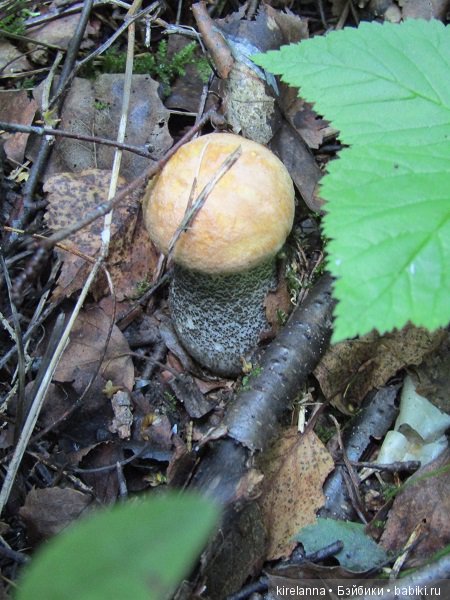 Ботаническая экспедиция. Август в лесу