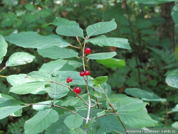 Ботаническая экспедиция. Август в лесу