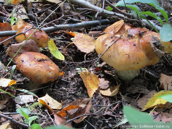 Ботаническая экспедиция. Август в лесу