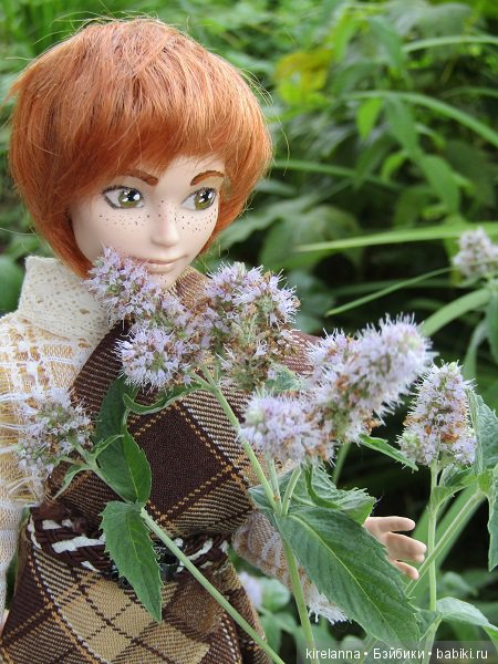 Ботаническая экспедиция. Август на домашнем лугу