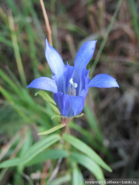 Ботаническая экспедиция. Август на домашнем лугу (фото 3)
