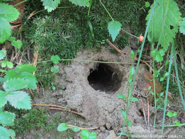 Ботаническая экспедиция. Август в лесу (фото 6)