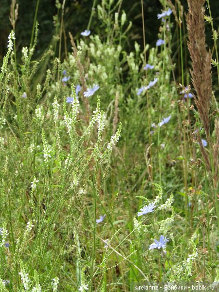 Ботаническая экспедиция. Август на домашнем лугу (фото 9)