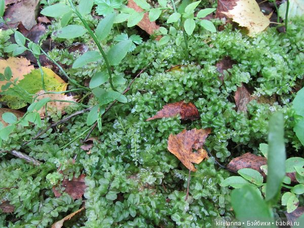 Ботаническая экспедиция. Август в лесу