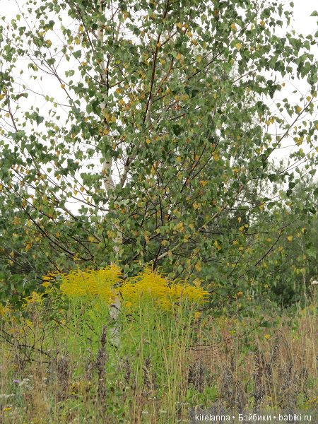 Ботаническая экспедиция. Август на домашнем лугу (фото 7)