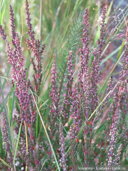 Ботаническая экспедиция. Август на домашнем лугу