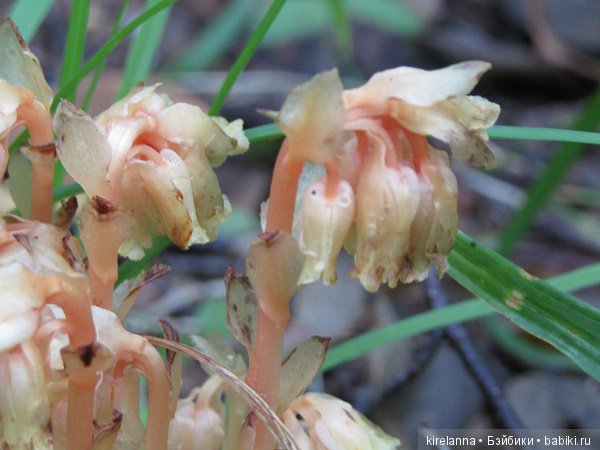 Ботаническая экспедиция. Август в лесу