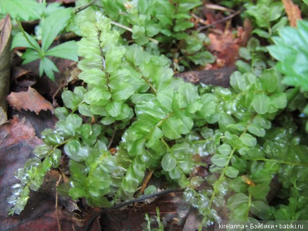 Ботаническая экспедиция. Август в лесу