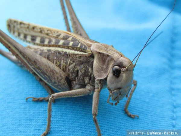 Ботаническая экспедиция. Август в лесу (фото 3)