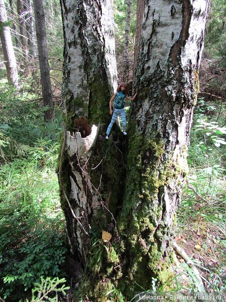 Ботаническая экспедиция. Август в лесу