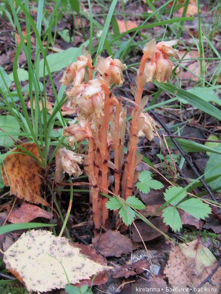 Ботаническая экспедиция. Август в лесу