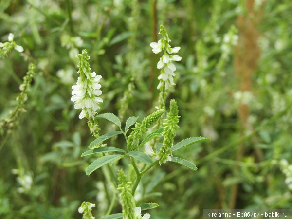 Ботаническая экспедиция. Август на домашнем лугу (фото 10)