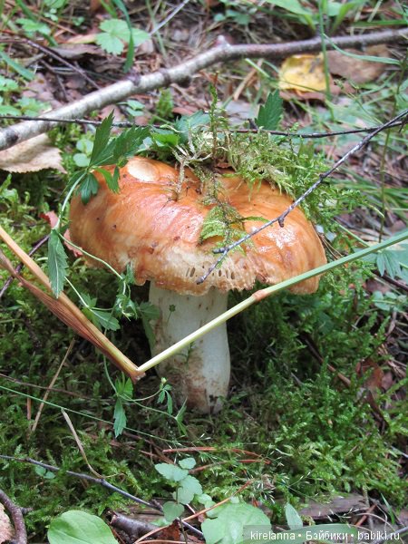 Ботаническая экспедиция. Август в лесу