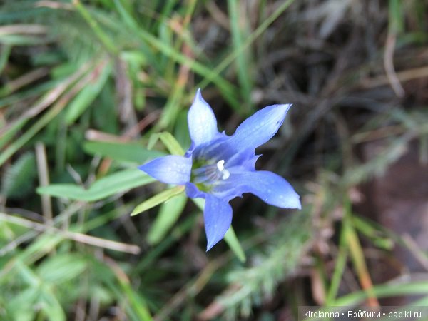 Ботаническая экспедиция. Август на домашнем лугу (фото 2)