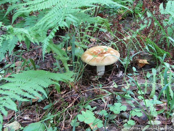 Ботаническая экспедиция. Август в лесу