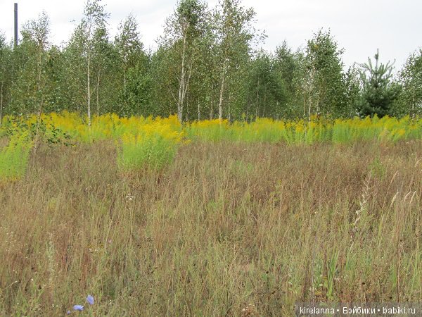 Ботаническая экспедиция. Август на домашнем лугу (фото 6)
