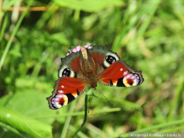 Ботаническая экспедиция. Август в лесу (фото 2)