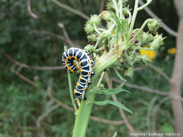 Ботаническая экспедиция. Август в лесу (фото 4)