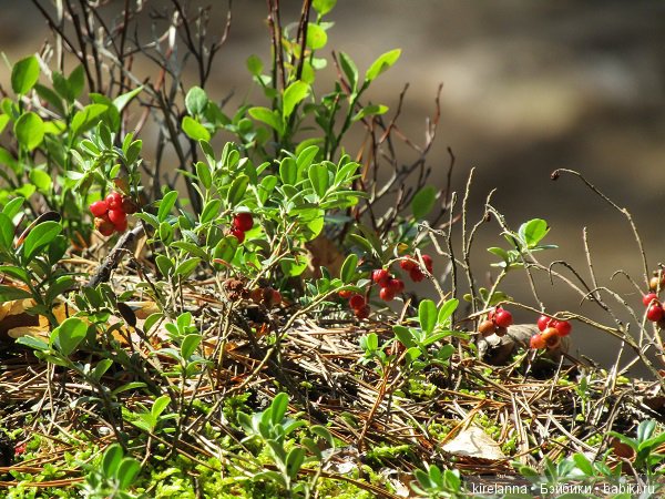 Ботаническая экспедиция. Август в лесу (фото 10)