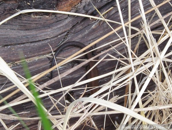 Ботаническая экспедиция. Август на домашнем лугу