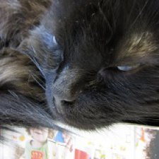 Франта, которая Моя Кошка