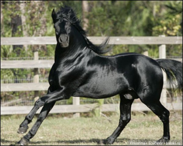 Подлинная история Зорро, глава 30 (фото 3)