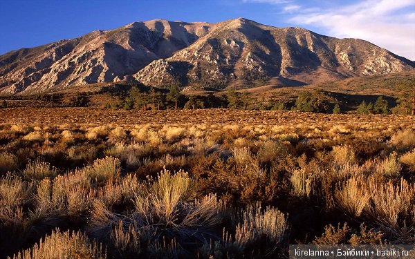 Подлинная история Зорро, глава 34 (фото 8)