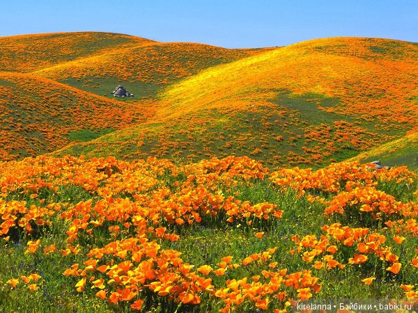 Подлинная история Зорро, глава 34