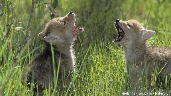 Подлинная история Зорро, глава 35