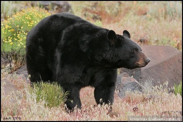 Подлинная история Зорро, глава 40 (фото 3)