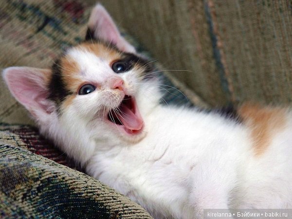 Подлинная история Зорро, глава 47 (фото 5)