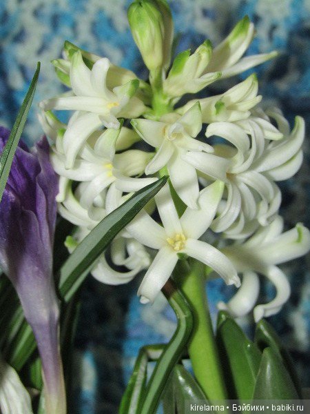 Весна, феи — Фотоистории с куклами BJD (БЖД): сериалы (фото 4)