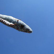 Только добрые вести