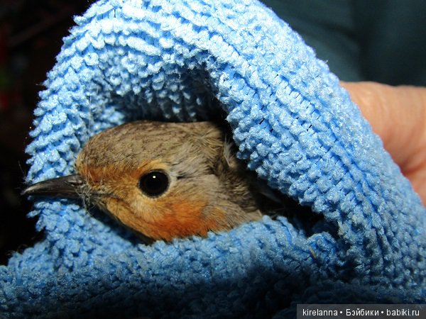 Плюс два - полёт нормальный