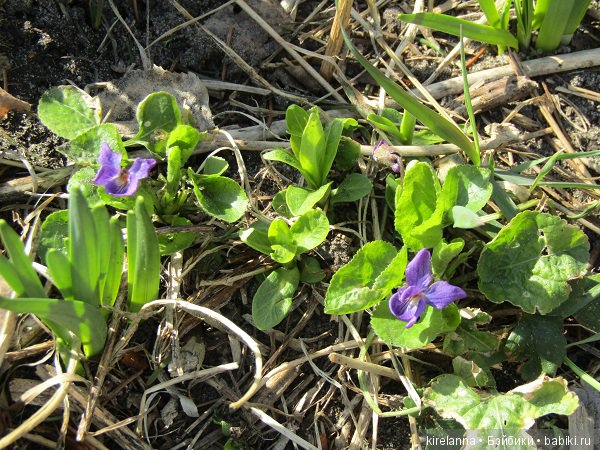Вилька в поисках весны - часть 2, солнечно-цветочная (фото 10)