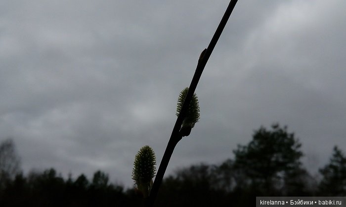 Виля в поисках весны - часть 1, пасмурно-туманная