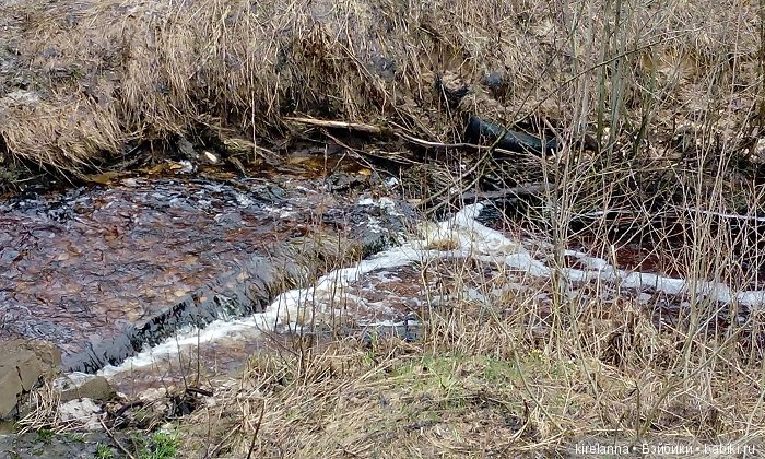 Виля в поисках весны - часть 1, пасмурно-туманная (фото 4)