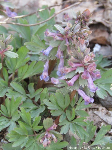 Вилька в поисках весны - часть 2, солнечно-цветочная (фото 5)