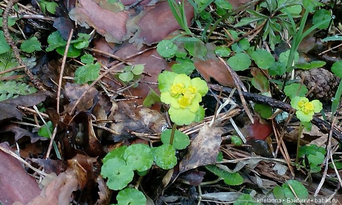Виля в поисках весны - часть 1, пасмурно-туманная