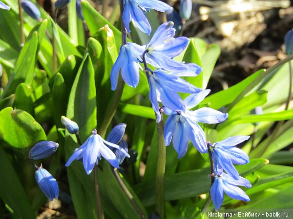 Вилька в поисках весны - часть 2, солнечно-цветочная