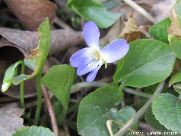 Вилька в поисках весны - часть 2, солнечно-цветочная