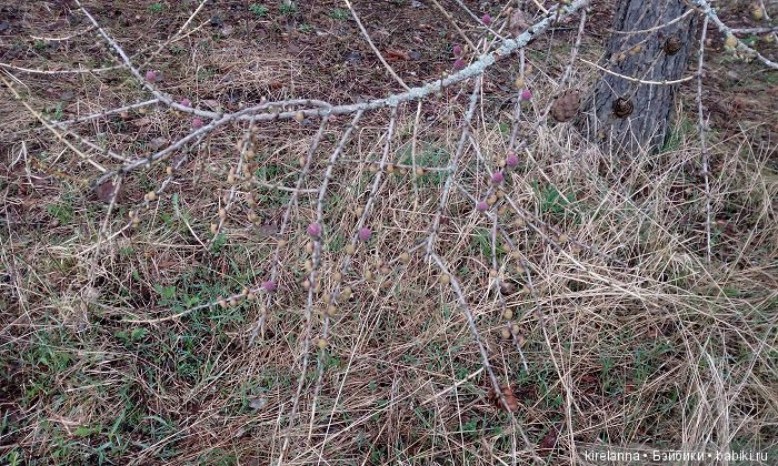 Виля в поисках весны - часть 1, пасмурно-туманная