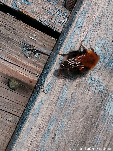 Вилька в поисках весны - часть 2, солнечно-цветочная