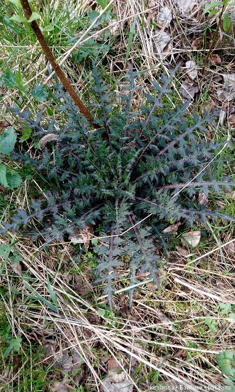 Прогулки с феями. Часть 1, вилиса и волшебные грибы (фото 8)