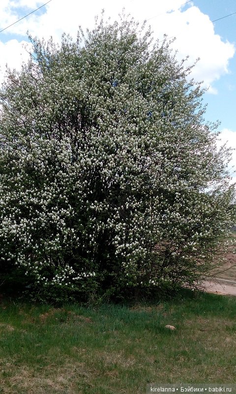 Прогулки с феями. Часть 1, вилиса и волшебные грибы (фото 2)
