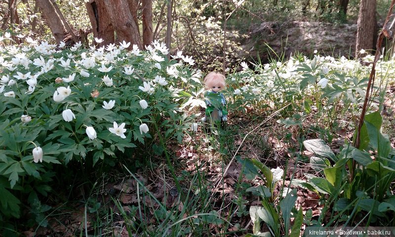 Прогулки с феями. Часть 1, вилиса и волшебные грибы