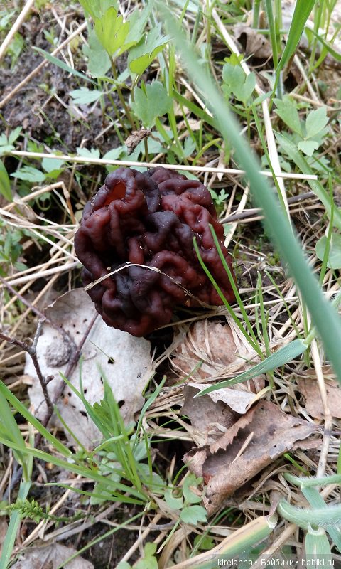 Прогулки с феями. Часть 1, вилиса и волшебные грибы