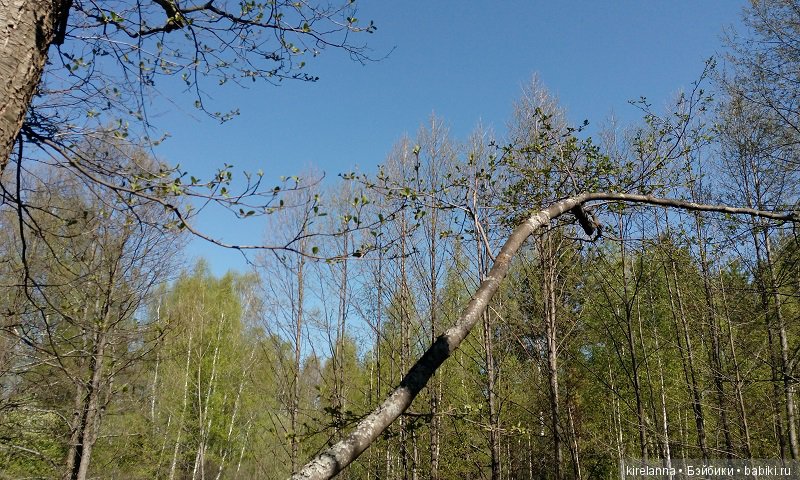 Прогулки с феями. Часть 2, цветы до самого неба