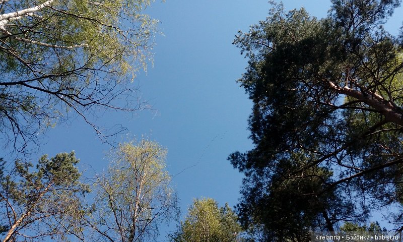 Прогулки с феями. Часть 2, цветы до самого неба