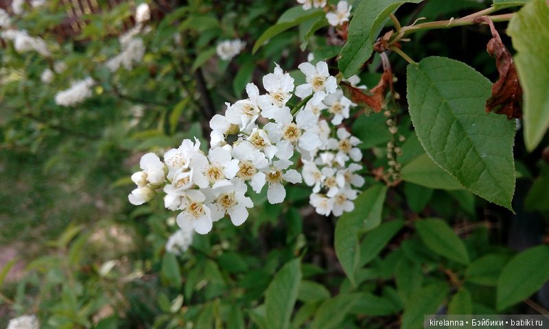 Прогулки с феями. Часть 3 - и новое платье (фото 3)